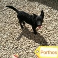 Porthos